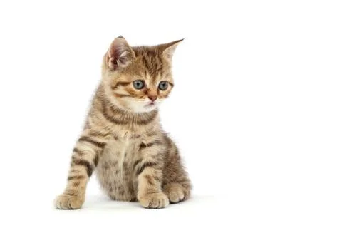 Isolated cat Stock Photos