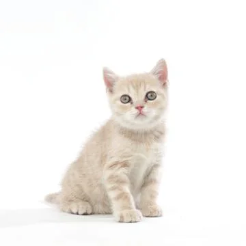 Isolated cat Stock Photos