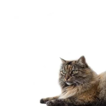 An isolated cat on plain white background Stock Photos