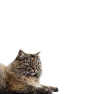 An isolated cat on plain white background Stock Photos