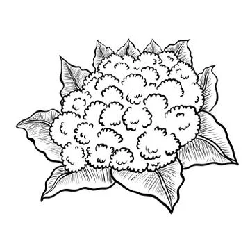 Isolated Cauliflower-Vector Hand drawn Illustration Stock Illustration
