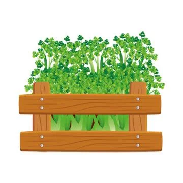 Isolated celery inside box vector design Stock Illustration