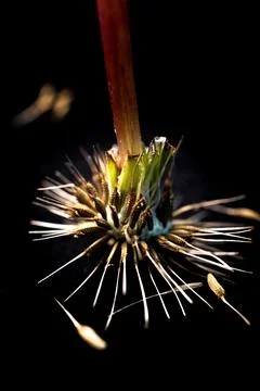 Isolated Centered Inverted Dead Dandelion with Seeds Scattered Around Isolate Foto stock