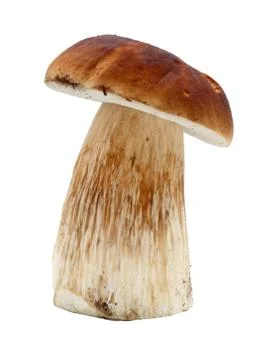 Isolated cepe Stock Photos