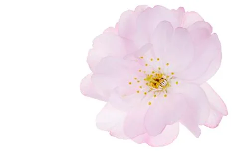 Isolated Cherry Blossom Stock Photos