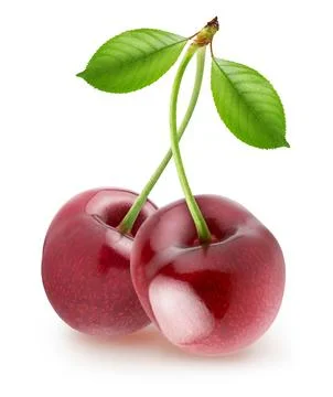 Isolated cherry. Pair of sweet cherries with curvy stems, with leaves isolated Stock Photos