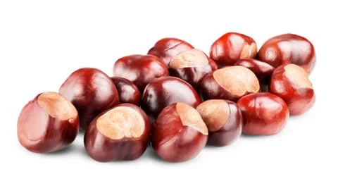 Isolated chestnut Stock Photos