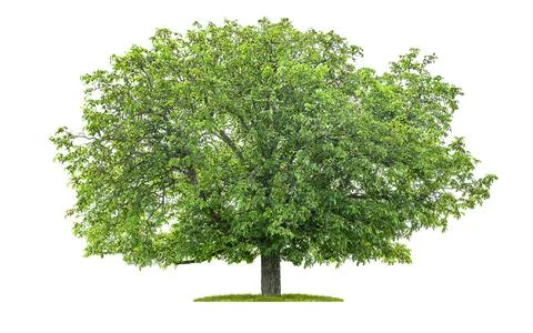 Isolated chestnut tree on a white background 스톡 사진