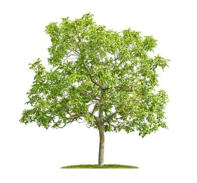 Isolated chestnut tree on a white background Stock Photos
