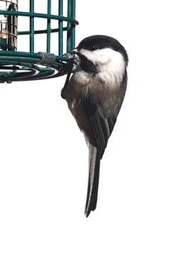 Isolated Chickadee On A Feeder Stock Photos