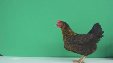 Isolated Chicken On Green Screen | Stock Video | Pond5