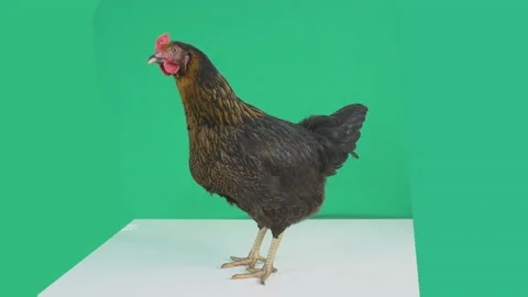 Isolated Chicken On Green Screen Stock Footage 170523521