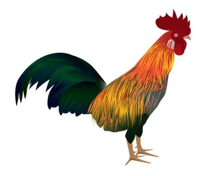 Isolated chicken on white background vector design Stock Illustration