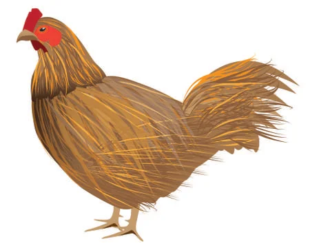 Isolated chicken on white background vector design Stock Illustration