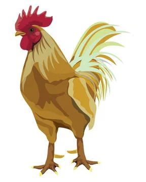 Isolated chicken on white background vector design Stock Illustration