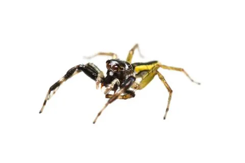 Isolated chrysilla versicolor spider Stock Photos