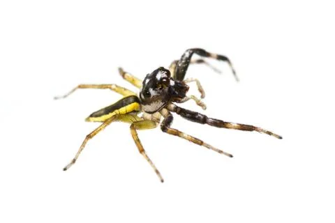 Isolated chrysilla versicolor spider Stock Photos