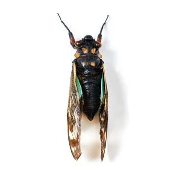 Isolated cicada, studio or white background for natural closeup in study, insect Stock Photos