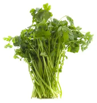 Isolated Cilantro Stock Photos