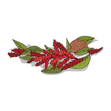 Isolated clipart Amaranth Illustrazione stock