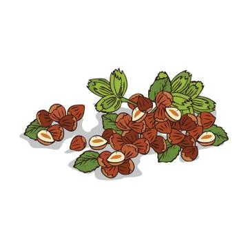Isolated clipart Hazelnut Illustrazione stock