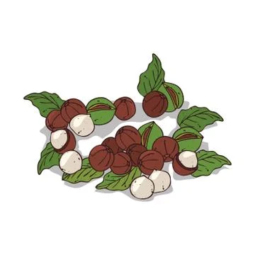 Isolated clipart Macadamia Stock Illustration