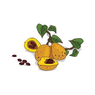 Isolated clipart Marula Stock Illustration
