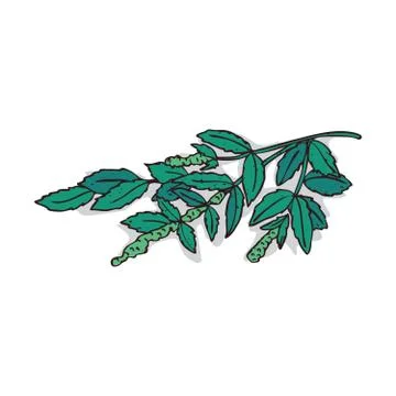 Isolated clipart Mint Stock Illustration