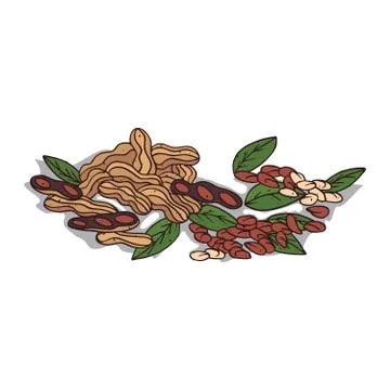 Isolated clipart Peanut Stock Illustration