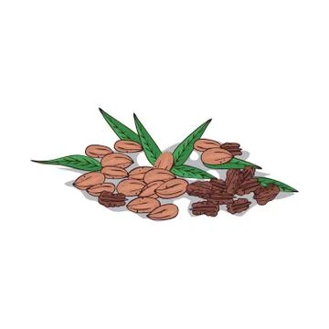 Isolated clipart Pecan Stock Illustration