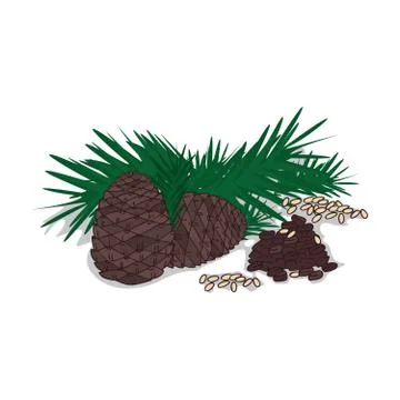 Isolated clipart Pine nut Stock Illustration