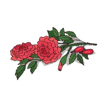 Isolated clipart Rose Stock Illustration