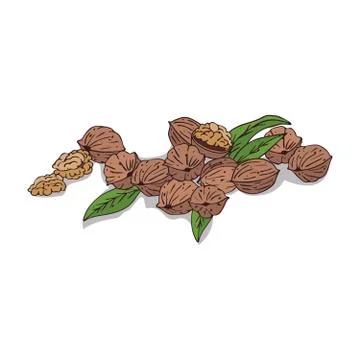 Isolated clipart Walnut Stock Illustration