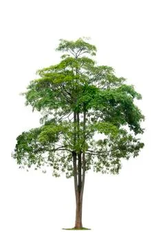 Isolated Clipping Path trees on white background Two early Stock-Fotos