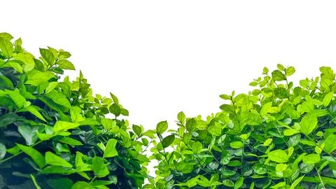 Isolated with clipping paths green tree top leaves on white background Stock Photos