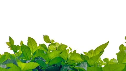 Isolated with clipping paths green tree top leaves on white background Stock Photos