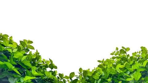 Isolated with clipping paths green tree top leaves on white background Stock Photos