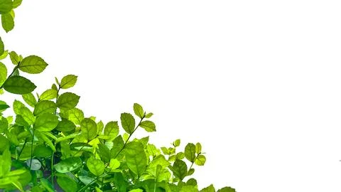 Isolated with clipping paths green tree top leaves on white background Stock Photos