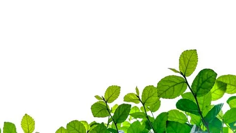 Isolated with clipping paths green tree top leaves on white background Stock Photos