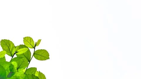 Isolated with clipping paths green tree top leaves on white background Stock Photos