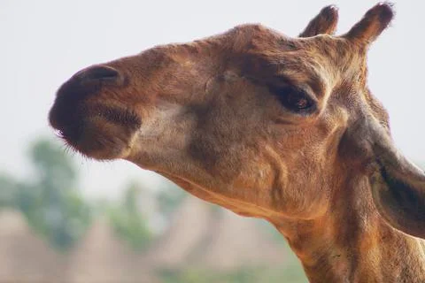 Isolated close up face of a giraffe Stock Photos