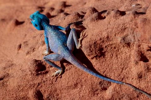 An isolated close up image of a  Blue Agama (Sinai Agama) lizard on the sand Stock Photos