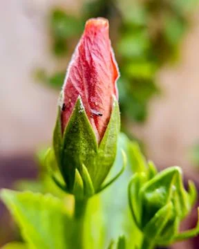 Isolated, close-up image with blur background of a red hibiuscus flower bud. Stock Photos