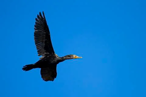 An isolated close up image of a double crested cormorant (Phalacrocorax auritus) Stock Photos