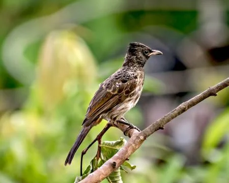 Isolated, close up image of red vented bulbul sitting on dry tree branch. Stock Photos