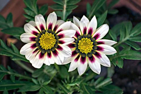 Isolated, close-up image of two white and pink Gazania flower with yellow cen Stock Photos