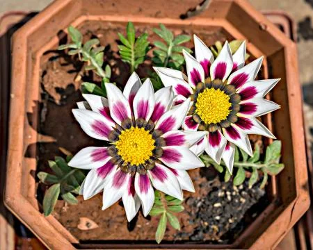 Isolated, close-up image of two white &amp; pink Gazania flowers with yellow cent Stock Photos