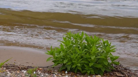 Isolated close up of a plant at the beach Stock Footage 108643153
