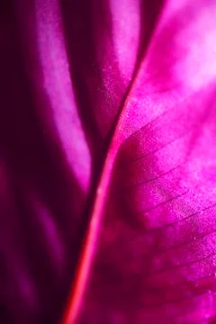 The isolated close-up of a purple leaf Stock Photos