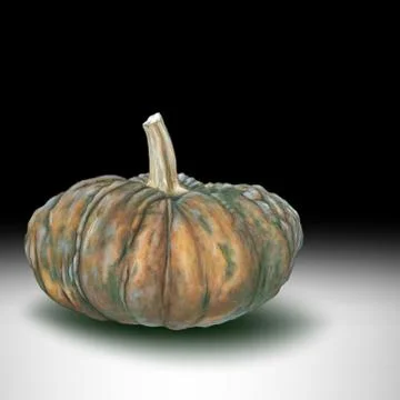 Isolated close - up of a realistic pumpkin hand drawing Stock Illustration